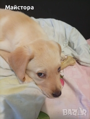 Лабрадор Ретривър , снимка 5 - Лабрадор ретривър - 53240289