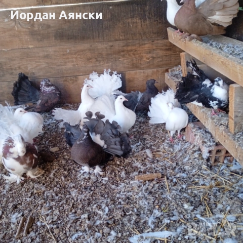 Паунести гълъби , снимка 3 - Гълъби - 52447948