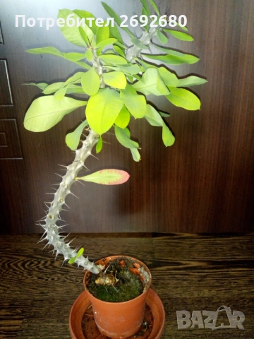 Традесканция рео,кливия,исусов венец, кротон, сансивиера,хибискус 