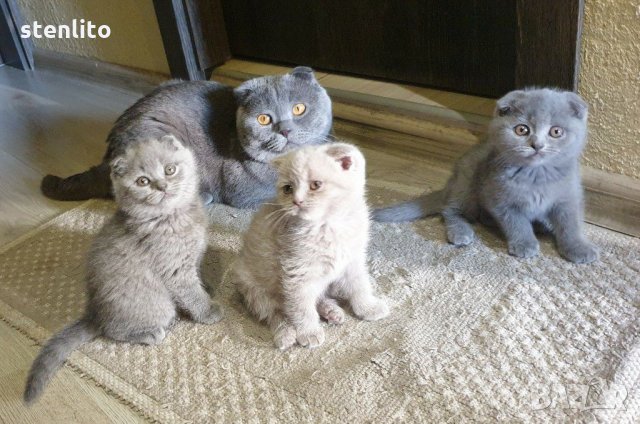 Британски късокосмести котки: Продавам сиви породи на ХИТ цени — Bazar.bg