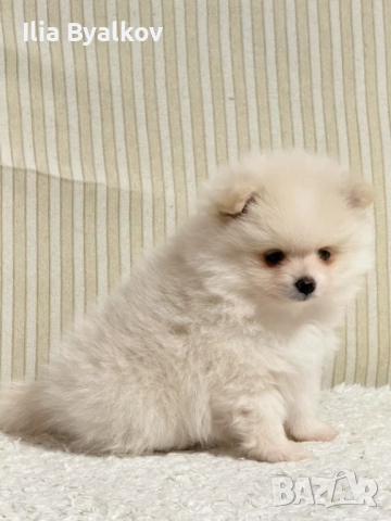 Момче померан шпиц, снимка 2 - Померан - 52960769