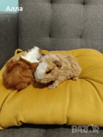 Има в наличности морски свинчета , снимка 3 - Морски свинчета - 53597767