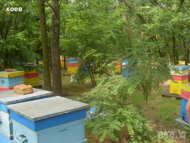 Пчелни майки, отводки и кошери по програмите 2026, снимка 4 - Други - 48152487