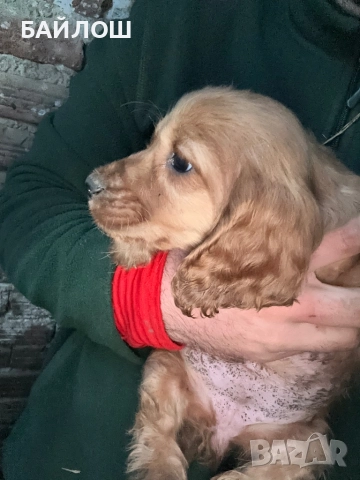 Кокер шпаньол