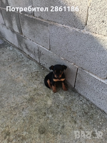 Малки пинчери 