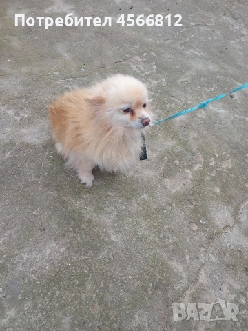 Немски шпиц , снимка 6 - Немски шпиц - 51460822