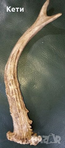 Рог от сръндак, снимка 2 - Нумизматика и бонистика - 33454137