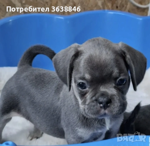 мопс, снимка 5 - Мопс - 53363815