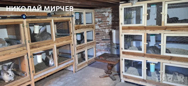 Белгийски великани, снимка 16 - Други животни - 36530605