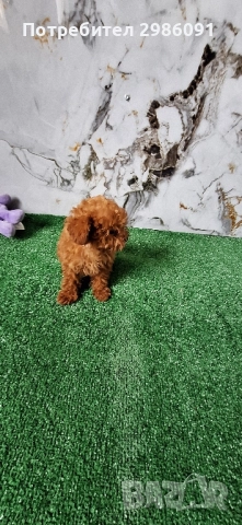 той пудел женско , снимка 4 - Пудели - 51937402