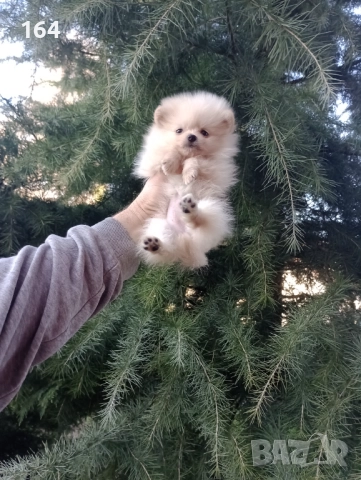 Реални снимки от 27.12.25 г.  Померан. Мини момиченце. , снимка 2 - Померан - 52885649