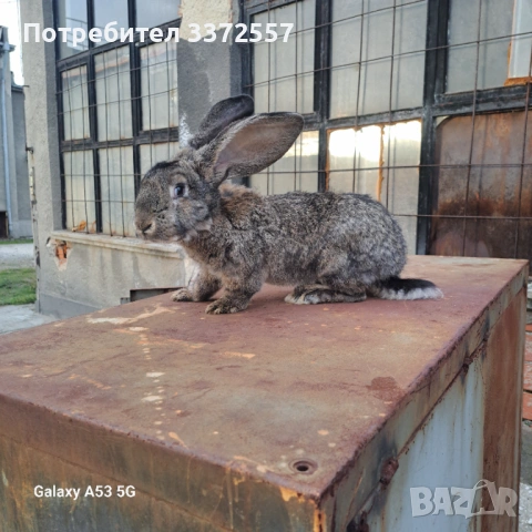 Продавам зайци , снимка 4 - За гризачи - 52448141