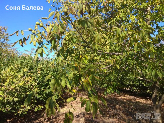 Орехова градина - 20 дка, снимка 9 - Земеделска земя - 26262761