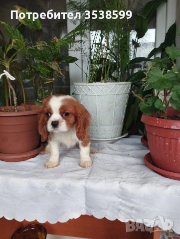 Кавалер Кинг Чарлз Шпаньол , снимка 4 - Кавалер кинг чарлз шпаньол - 52669127