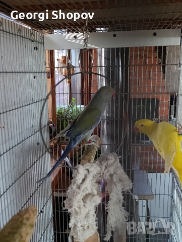 Малак Александър , снимка 5 - Папагали - 53177086