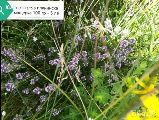 Бял кантарион, снимка 5 - Други - 50226283