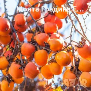 Плодни дръвчета , снимка 9 - Разсади - 49420186