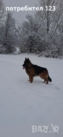 Мъжка дългокосместа немска овчарка за разплод., снимка 6 - Немска овчарка - 49048510