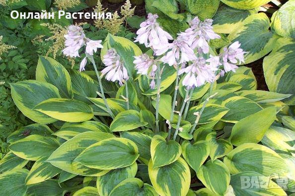 Хоста Бяло с Зелено , Жълто с зелено и чисто зелена  Цена за 1бр 8,50лв.