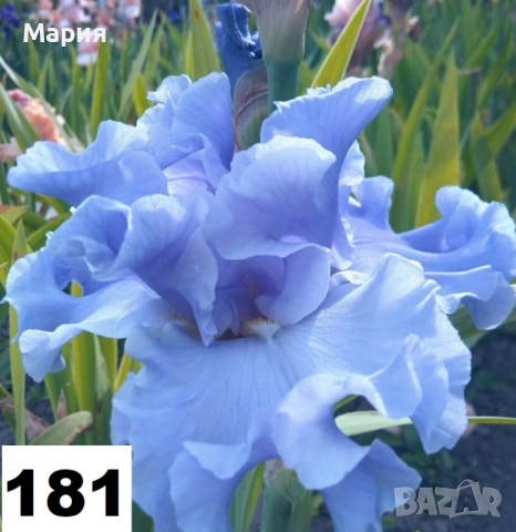 Сортови вискоки ириси /брадати ириси, снимка 2 - Градински цветя и растения - 51459166