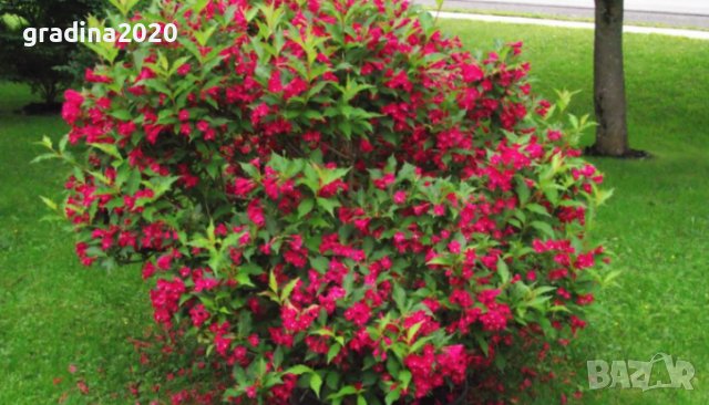 Вайгела  - Налични 4 вида, снимка 2 - Разсади - 42940747
