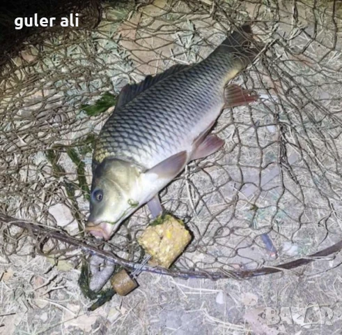 Здравейте , Кюспетата отново са налични!а налични (9бр-са, снимка 3 - Стръв и захранки - 50627612