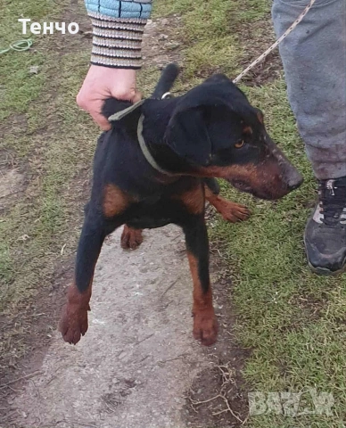 мъжки ягдтериер