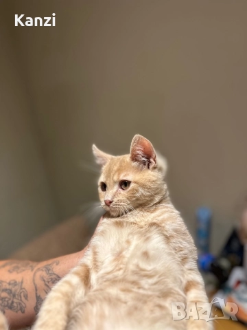 Британски British Blue Point, снимка 9 - Британска късокосместа - 52353233