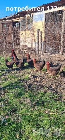 катунски кокошки, снимка 2 - Кокошки и пуйки - 52928506