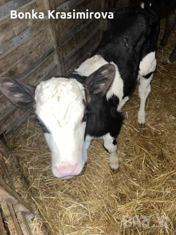 4 женски 1 мъжко , снимка 2 - Крави - 53291855