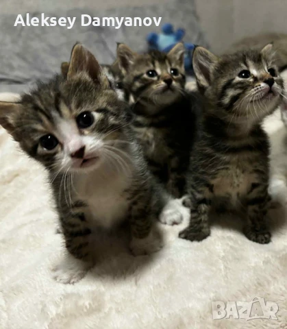 Малки котета!, снимка 1