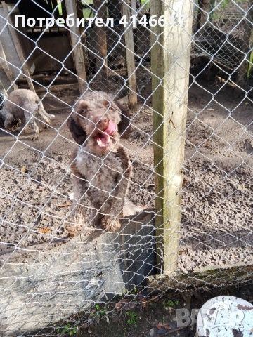 Продавам Лагото женски 