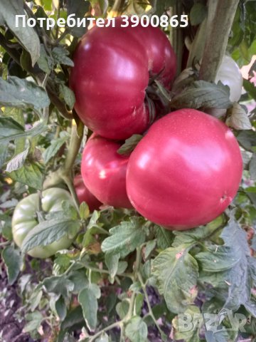 Семе розови домати , снимка 3 - Сортови семена и луковици - 43060512