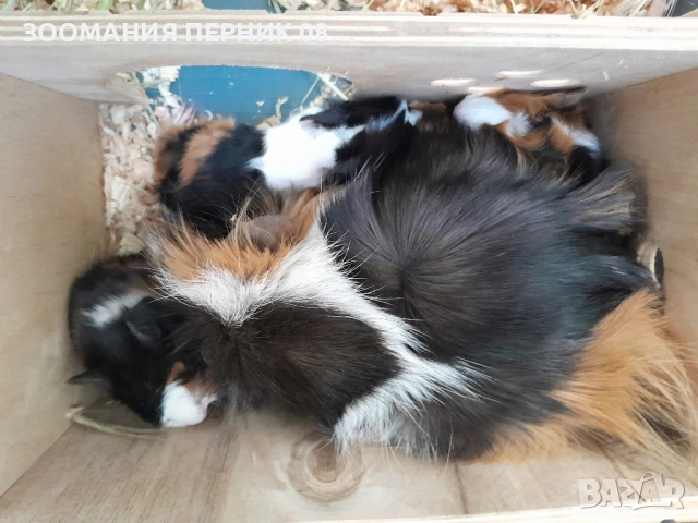 морски свинчета , снимка 2 - Морски свинчета - 49856941