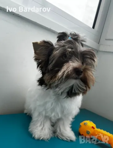 йоркширски териер биро момченце , снимка 1