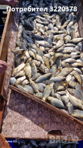 Продавам зарибител-шаран , снимка 2 - Рибки - 53470540