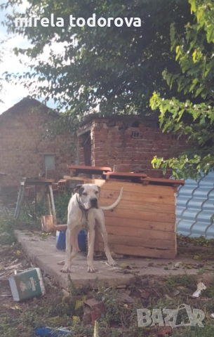 Дого Аржентино , снимка 7 - Дого аржентино - 52413341