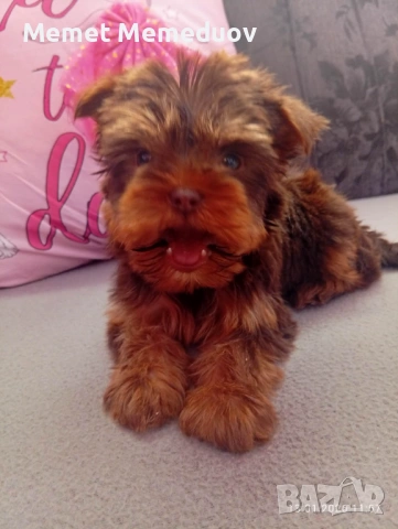 Йоркита , снимка 6 - Йоркширски териер - 53486979