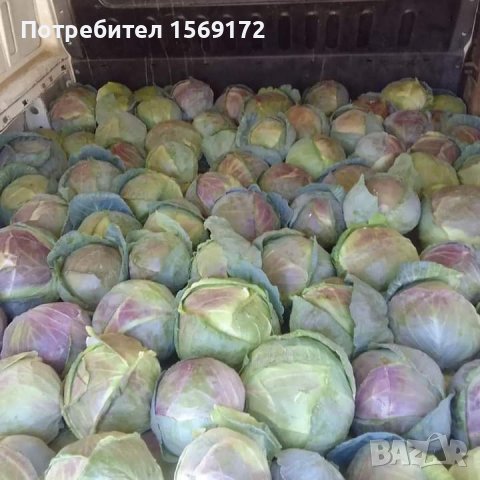 Продавам семе зеле българско Испериховско, снимка 2 - Сортови семена и луковици - 43617730