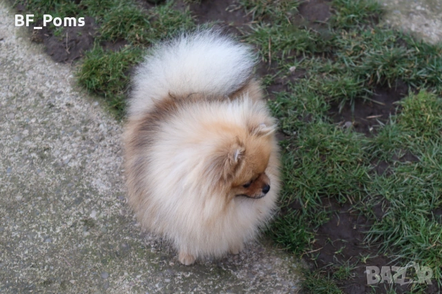 Миниатюрно момиченце померан с родословие FCI, снимка 10 - Померан - 50219721