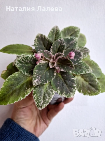 Мини сентполия, АВ-Молочные Реки