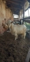 140 кози и пръчове има и отделно към 20 миналогодишни ярета, снимка 2