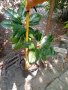 Магнолия грандифлора!, снимка 1 - Градински цветя и растения - 37766004