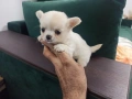 Продавам мъжки и женски чихуахуа , снимка 8