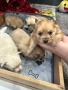 Померан/шпиц, снимка 7