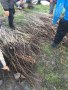 Орехови фиданки, снимка 7