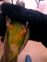 Сенегалски папагали-чифт, снимка 4