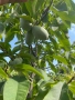 Asimina triloba, American papaw,Индиански банан, снимка 4