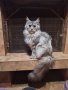 Мейн Куун женска котка, снимка 2
