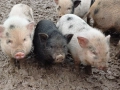 Виетнамски прасета, снимка 3